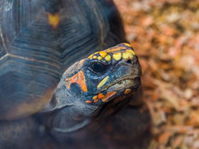 The Face Of A Red Footed Tortoise In Closeup, Tropical Threatened Turtle Specie From America