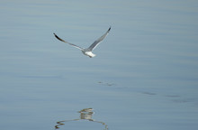Seagull In Flight On The Water