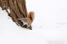 Red Squirrel At The Base Of A Maple Tree Buried In Snow.