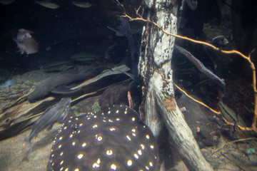 Wall Mural - The Shedd Aquarium is a popular Tourist Attraction in Downtown Chicago