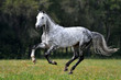 Dappled grey horse with plated mane running through the field in summer. Animal in motion.