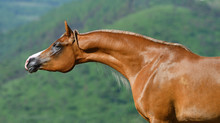 Chestnut Purebred Show Type Arabian Stallion Portrait With Long Neck In Freedom.