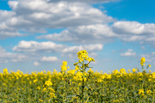 Vibrant Bright Colored Fields Of Yellow Rapeseed Flowers