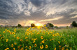 The sun sets over a field of sunflowers in beautiful Frisco, Texas