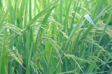  Ear of paddy field, Rice jasmine plant growing in a land with green nature background 