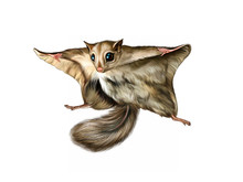 Flying Squirrel (Pteromys Volans)