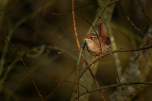 Eurasian Wren (Troglodytes Troglodytes) Singing On The Branch, Very Small Brown Bird, The Only Member Of The Wren Family Troglodytidae Found In Eurasia And Africa (Maghreb)