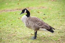 Canada Goose Standing On The Grass