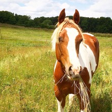 Portrait Of Horse Eating Grass In Ranch