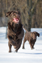 Wall Mural - Dog labrador retriever chocolate in winter outdoor