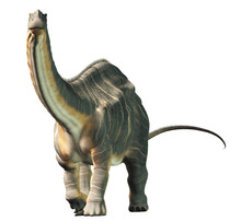 Apatosaurus Was A Sauropod Dinosaur. A Herbivore, It Lived In During The Late Jurassic Period In What Is Now North America. On A White Background. 3D Rendering