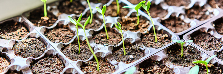 cucumbers, pumpkin, watermelon seedling growing in cultivation tray. vegetable plantation in house. 