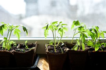 Cucumbers, pumpkin, watermelon seedling growing in cultivation tray. Vegetable plantation in house. Selective close-up of growing seed. Shallow depth of field.