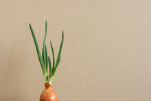 Onion Sprouts. Green Onion Leaves On Beige Background. Copy Space