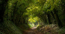 Light At The End Of The Tunnel. Halnaker Tree Tunnel In West Sussex UK With Sunlight Shining In Through The Branches. Symbolises Hope During The Coronavirus Covid-19 Pandemic Crisis.