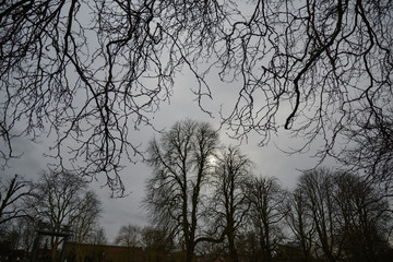 Silhouettes of trees in the winter at late afternoon,England,United Kingdom.