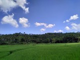 Fototapeta Na sufit - green field and blue sky