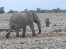 Side View Of An Elephant On Landscape