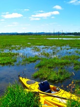 View Of Kayaks In Wetland