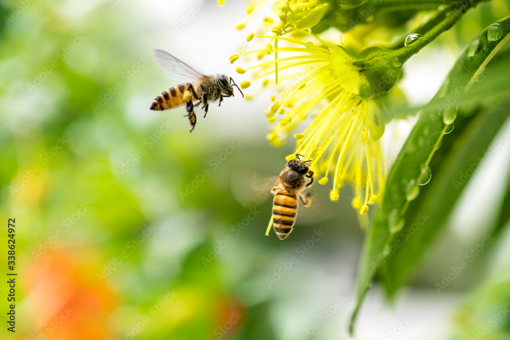 Flying honey bee collecting pollen at yellow flower. Bee flying over the yellow flower - obrazy, fototapety, plakaty 