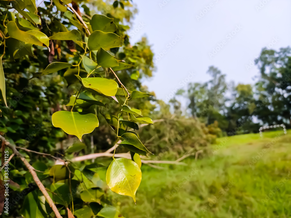 Eetti Tree Dalbergia sissoo, known commonly as North Indian rosewood, is a first ...