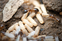 Black Ants With Eggs And Pupa In The Nest On Nature Background.