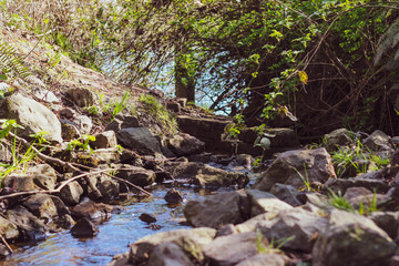 Forest Stream