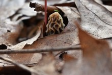 Close Up Of A Sponge Morel Mushroom In The Leaves