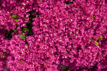 Sticker - Bougainvillea flowers close up.Blooming bougainvillea as a background.