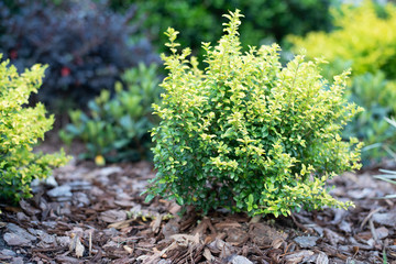 Wall Mural - Sunshine ligustrum, a small privet decorative shrub with bright yellow and lime leaves	
