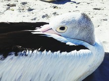 Close-up Of Pelican Resting At Beach