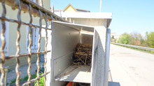 Bird's Nest In A Mailbox