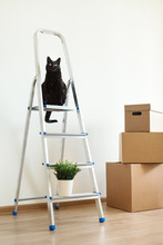 Black Cat Sit On Ladder In New House With Cardboard Boxes