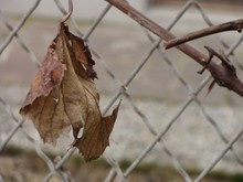 Dry Leaf Against Chainlink Fence