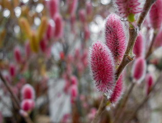 Canvas Print - red pussy willow catkins