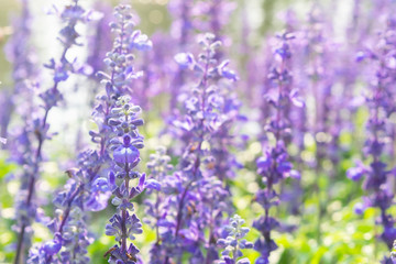 Wall Mural - Blue salvia flower field background, beautiful blue and purple fresh flowers full blooming in garden with lights bokeh