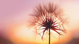 Fototapeta Dmuchawce - dandelion at sunset . Freedom to Wish. Dandelion silhouette fluffy flower on sunset sky