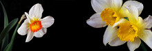 Spring Flowers. Daffodil Flowers In Drops Of Water Isolated On Black. Close Up. Copy Space