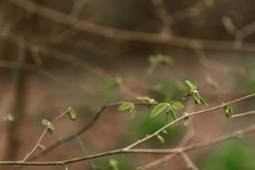 spring in the forest