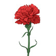 Red Carnation Flower. Happy Great Victory Day 9 May Illustration. Vector illustration in sketch style