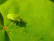 zielony owad na liściu