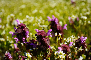 abundance of blooming wild flowers on the meadow at spring time