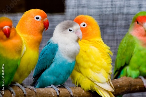 Dekoracja na wymiar  zblizenie-papug-siedzacych-na-drzewie