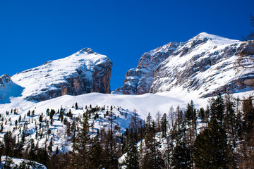 snowy peaks and pine trees with blue skies one