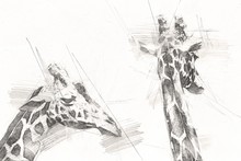 Drawing Art Drawing Illustration Of Giraffe