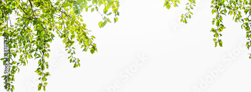 Fotografía rahmen aus laubblätter auf weißem hintergrund