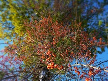 Low Angle View Of Berry Tree Against Sky