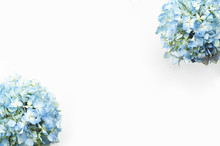 Blue Hydrangea Flower On White Background With Copy Space.