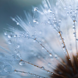 Fototapeta Dmuchawce - raindrops on the dandelion seed ,  rainy days in spring