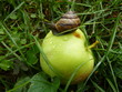 Ślimak jedzący jabłko w sadzie